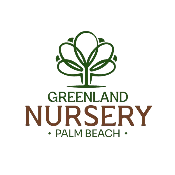 Clusia Hedge Plants for Sale in Florida